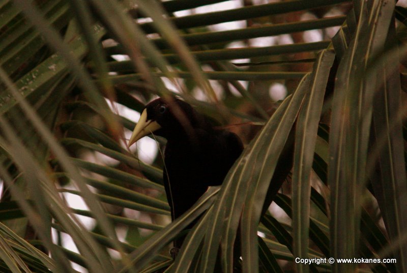 Crested Oropendola